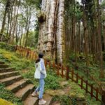 Alishan Taiwan 2 Day Private Tour from Taipei - Who Would Love This Tour?