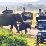All inclusive leopard safari Wilpattu with guide - The Experience in Detail