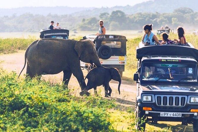 All inclusive leopard safari Wilpattu with guide - The Experience in Detail