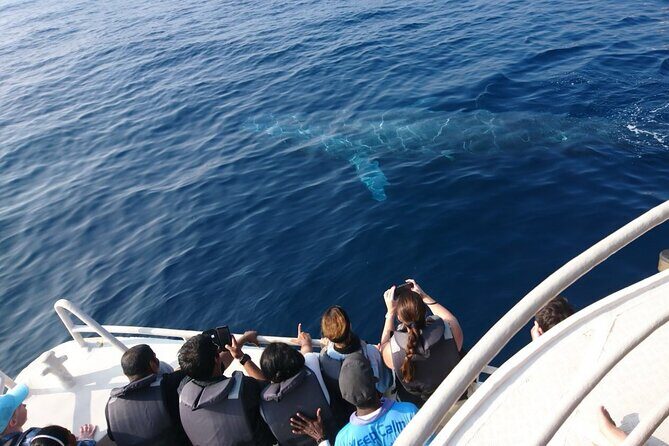 All Inclusive Mirissa Morning Whale Watching Boat Tour with Geeth - An In-Depth Look at the Mirissa Whale Watching Tour