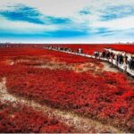All-Inclusive Private Day Tour to Red Beach in Panjin City - Authentic Experiences and Expert Guidance