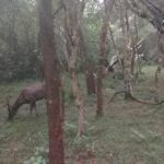 All inclusive Private safari at Wilpattu National park from Negombo - An In-Depth Look at Wilpattu Safari from Negombo