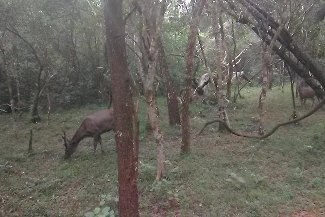 All inclusive Private safari at Wilpattu National park from Negombo - An In-Depth Look at Wilpattu Safari from Negombo