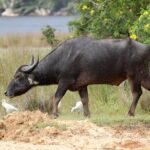 All Inclusive Wilpattu National Park Day Tour From Anuradhapura - An In-Depth Look at the Wilpattu National Park Day Tour