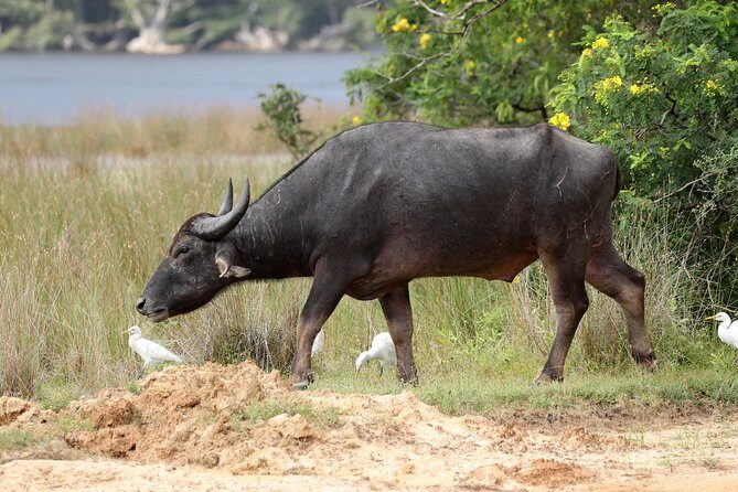 All Inclusive Wilpattu National Park Day Tour From Anuradhapura - An In-Depth Look at the Wilpattu National Park Day Tour