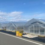 All-you-can-eat picking of organic strawberries in Yamanashi - A Deep Dive into the Strawberry Picking in Yamanashi