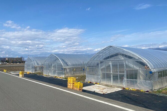 All-you-can-eat picking of organic strawberries in Yamanashi - A Deep Dive into the Strawberry Picking in Yamanashi
