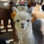 Alpaca, Nami, Eobi with Rail Bike or Strawberry - FAQs