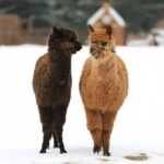 Alpaca World and Nami Island with Gangchon Rail Bike Tour - FAQ