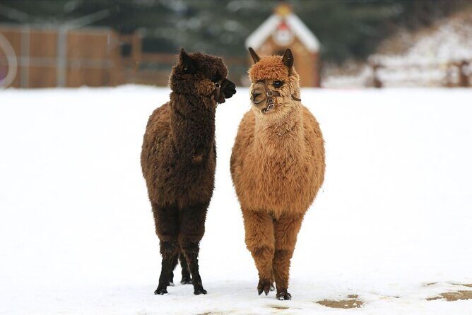 Alpaca World and Nami Island with Gangchon Rail Bike Tour - FAQ