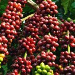Amazing Coffee full-day tour in Buon Ma Thuot - Daklak - Why This Tour Offers Excellent Value
