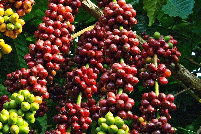 Amazing Coffee full-day tour in Buon Ma Thuot - Daklak - Why This Tour Offers Excellent Value