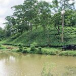 Amchong Tea Estate + Factory Visit (with Hi-tea only) - FAQs