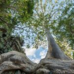 Angkor wat and Small group temples Full day tours - FAQs About the Angkor Small-Group Tour