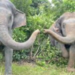 Angkor Wat Temples & Kulen Elephant Forest Day Tour - Why This Tour Works Well