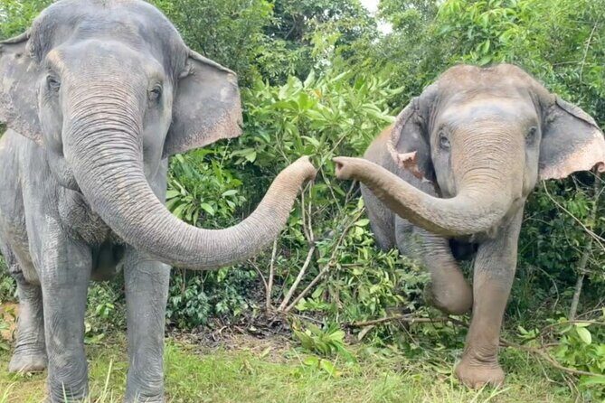 Angkor Wat Temples & Kulen Elephant Forest Day Tour - Why This Tour Works Well