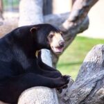 Angkor Wildlife & Aquarium Halfday tour - Why It’s Worth Considering