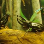 Aquaria KLCC Ticket - FAQ