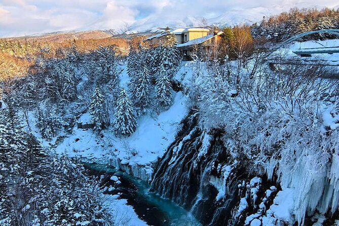 Asahiyama Zoo, Christmas Tree, Fairy Terrace Day Tour | Hokkaido - What Travelers Will Experience