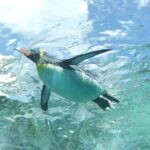 Asahiyama Zoo One-Day Tour - Who Should Consider This Tour?