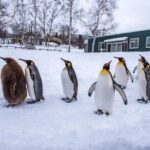 Asahiyama Zoo, Shirahige Falls, Biei, and Blue Pond Day Tour - Exploring the Itinerary in Detail