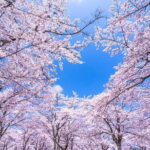 Asakusa: Cherry Blossom Viewing and History Tour - Practical Details and Why They Matter