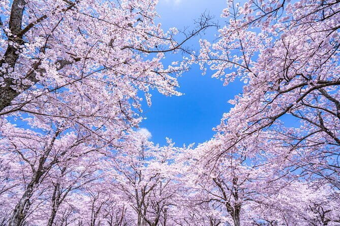 Asakusa: Cherry Blossom Viewing and History Tour - Practical Details and Why They Matter