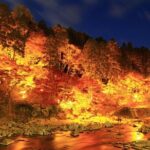 Autumn leaves illuminations at Korankei , winter cherry blossoms - In-Depth Review: What Makes This Tour Stand Out
