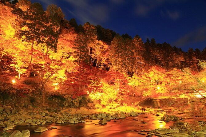 Autumn leaves illuminations at Korankei , winter cherry blossoms - In-Depth Review: What Makes This Tour Stand Out