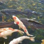 Autumn Leaves Private Tour in Nagoya - Deep Dive into the Itinerary