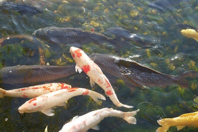 Autumn Leaves Private Tour in Nagoya - Deep Dive into the Itinerary