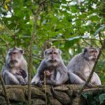 Bali All-Inclusive: Ubud Tour with Entrance Ticket and Lunch Included - A Deep Dive into the Ubud All-Inclusive Experience