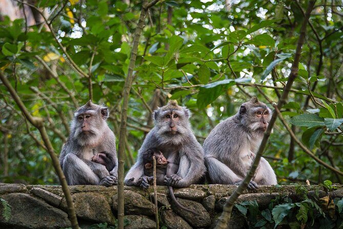 Bali All-Inclusive: Ubud Tour with Entrance Ticket and Lunch Included - A Deep Dive into the Ubud All-Inclusive Experience