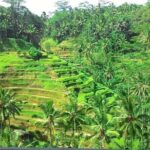 Bali Benoa Shore Excursion for cruise's passenger - All Inclusive - FAQ