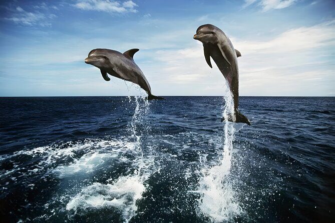 Bali Dolphin Watching Sunrise Tour in Lovina Beach - Final Thoughts: Who Should Consider This Tour?