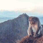 Bali: Mt Batur Sunrise Trekking with Breakfast Atop - An In-Depth Look at the Mount Batur Sunrise Trekking Tour