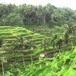 Bali Sightseeing combination Ubud Tour - A Detailed Look at the Ubud Sightseeing Combination Tour