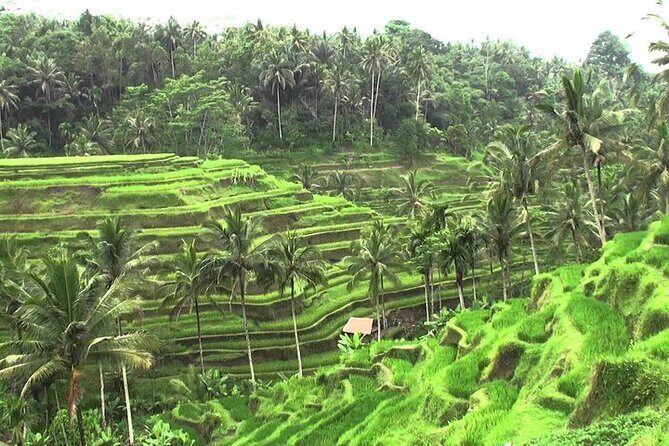 Bali Sightseeing combination Ubud Tour - A Detailed Look at the Ubud Sightseeing Combination Tour
