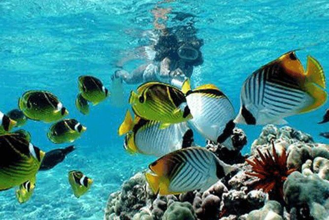 Bali Snorkeling Blue Lagoon and Tanjung Jepun All Included - Authentic Experiences and Honest Reflections