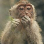 Bali Swing, Monkey Forest and Waterfall Tour - Who should consider this tour?