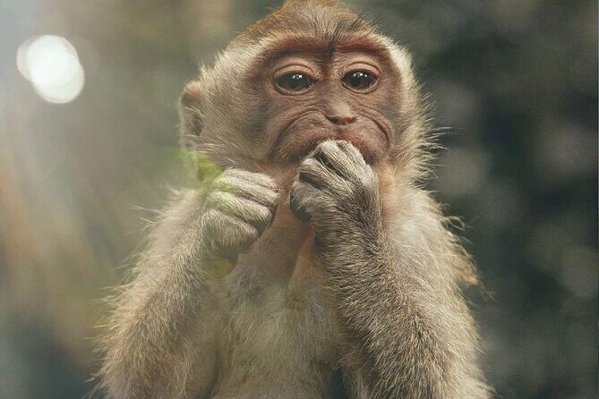 Bali Swing, Monkey Forest and Waterfall Tour - Who should consider this tour?