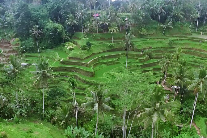 Bali Tour-Packages 2 Days: Best Bali Short Trip - Authenticity and Traveler Insights