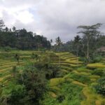 Bali Tour: Ubud Most Popular Place - Practical Details and What to Expect