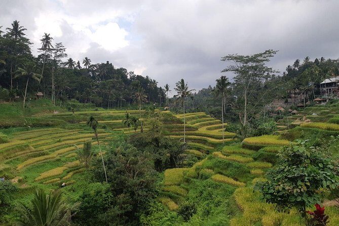 Bali Tour: Ubud Most Popular Place - Practical Details and What to Expect
