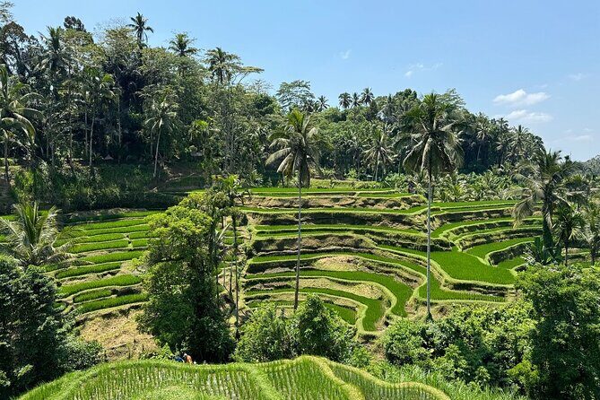 Bali Volcano & Ubud Day Tour  Temples, Rice Terraces & Lunch - Final Thoughts