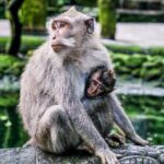 Balinase Cooking Class and Private Ubud Day Tour - FAQ