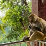 Bangkok: Safari world & Marine park - The Value of the Tour