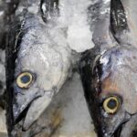 Behind-the-Scenes Toyosu Market & Sushi Making Experience - Practical Details: What to Expect