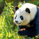 Beijing: Panda House Ticket (Zoo) October-limited Discount - Final Thoughts