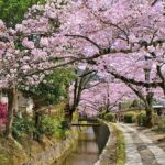 Bento and Bicycle Tour of Hidden Kyoto with Local Guides - Practical Details